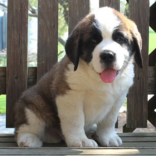 Saint Bernard