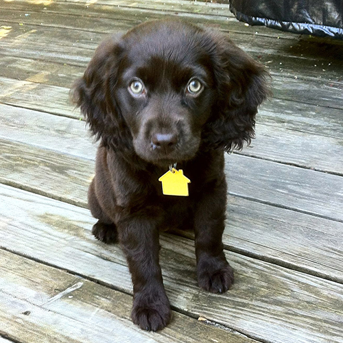 Boykin Spaniel