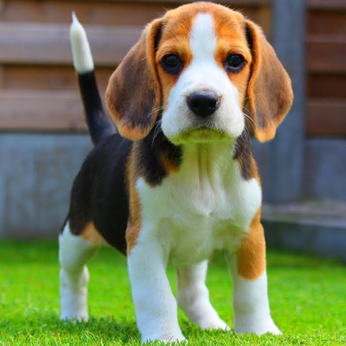 Beagle