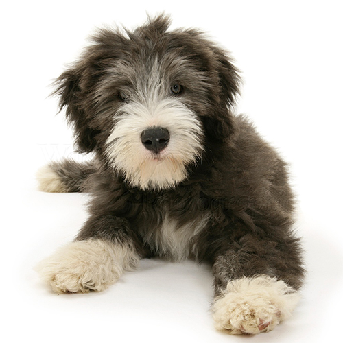 Bearded Collie