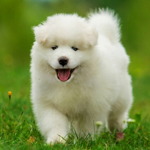  Samoyed