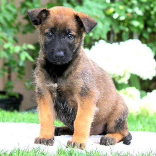 Belgian Tervuren