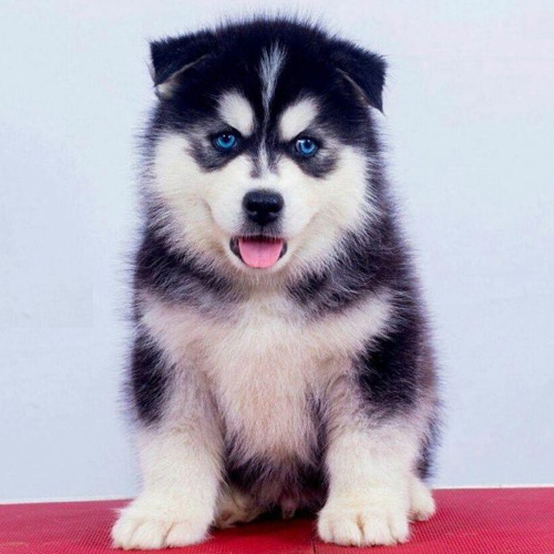 Siberian Husky