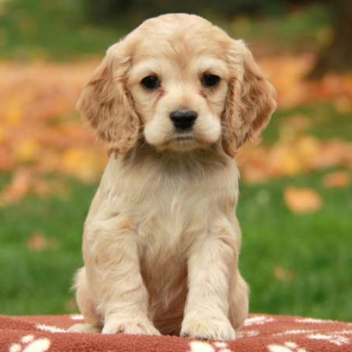 Cocker Spaniel