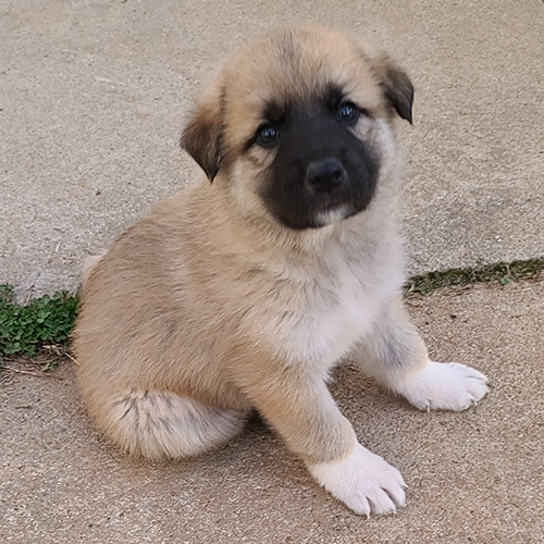 Anatolian Shepherd