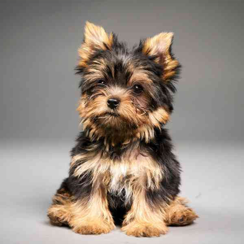 Yorkshire Terrier