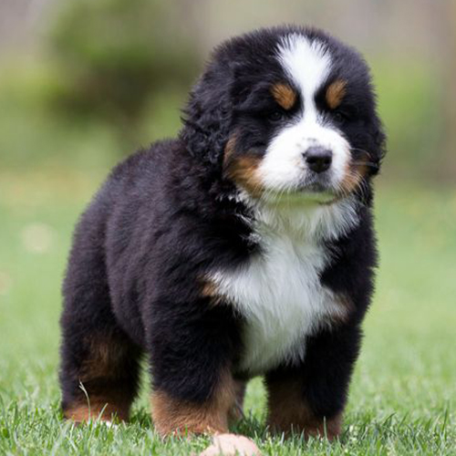 Bernese Mountain Dog