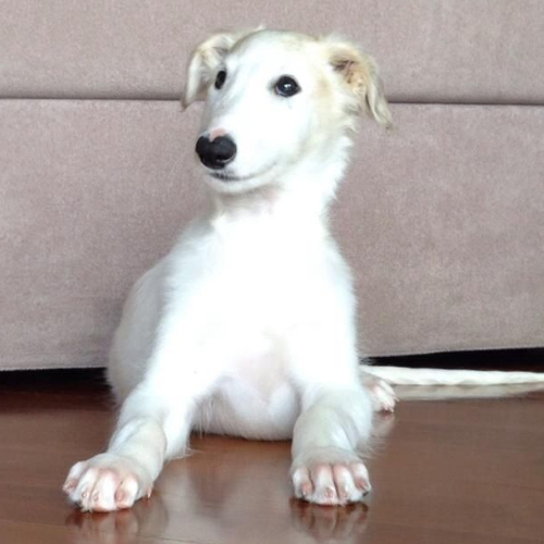 Borzoi