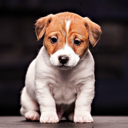 Jack Russell Terrier