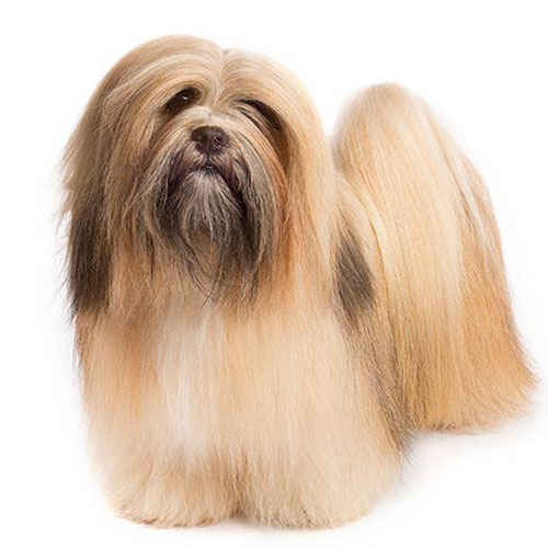 Lhasa Apso