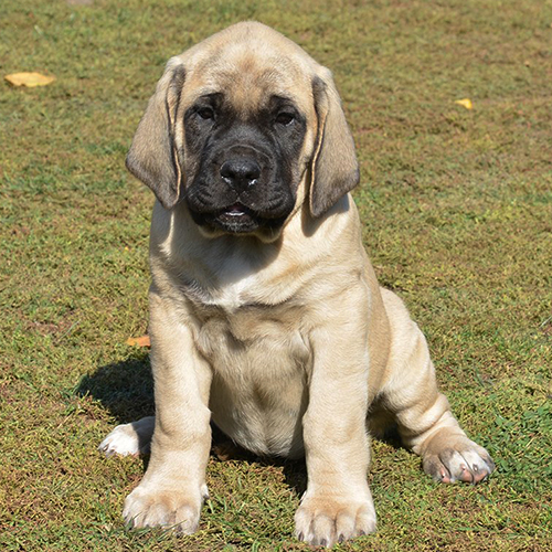 English Mastiff