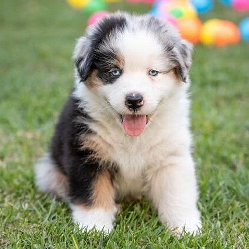  Australian Shepherd