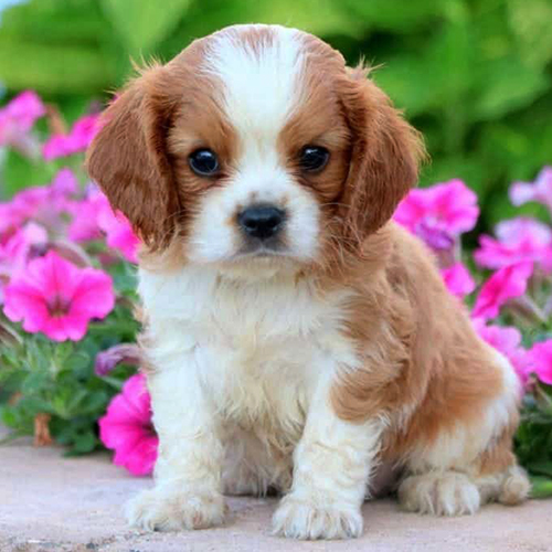 Cavalier King Charles Spaniel