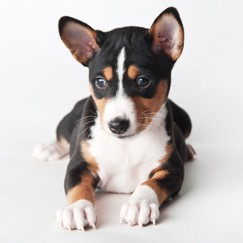 Basenji